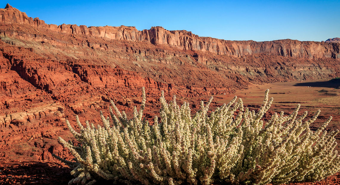 Canyon Lands Moab, Utah, USA Very interesting history on this "weed" or "herb" from Russia and China. Read full wikipedia write-up. Full screen reveals a small yet pleasant looking flower. Halogeton glomeratus