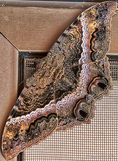 Black Witch Moth This Witch Moth was perched on my screen door outside of our bedroom. It was a bit dark in the corner and not the easiest to expose but after several shots I was able to salvage a decent image. API,Ascalapha odorata,moth