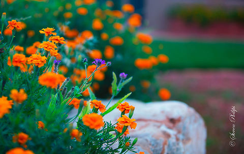 Sedona garden marigold A quiet little area next to the villa that we rented on a trip to Sedona, Arizona, USA Mexican marigold,Tagetes erecta