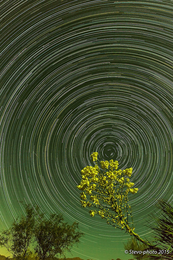 Yucca viewing the night skies over the Arizona desert A Yucca in bloom watching the night sky during a 675 image star trail capture in Arizona. Yucca was not superimposed in post. "Real-time captured". Yucca,Yucca schidigera,arizona,sky,star trails,stars