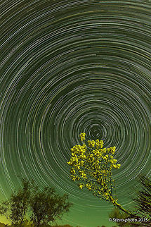 Yucca viewing the night skies over the Arizona desert A Yucca in bloom watching the night sky during a 675 image star trail capture in Arizona. Yucca was not superimposed in post. "Real-time captured". Yucca,Yucca schidigera,arizona,sky,star trails,stars