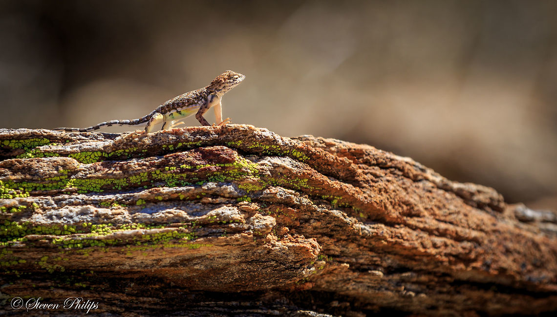 #2 Greater Earless Lizard I posted this second image of a Greater Earless Lizard due to its amazing coloring to blend in against the rocky terrain. Perfectly camouflaged. Cophosaurus texanus,greater earless lizard
