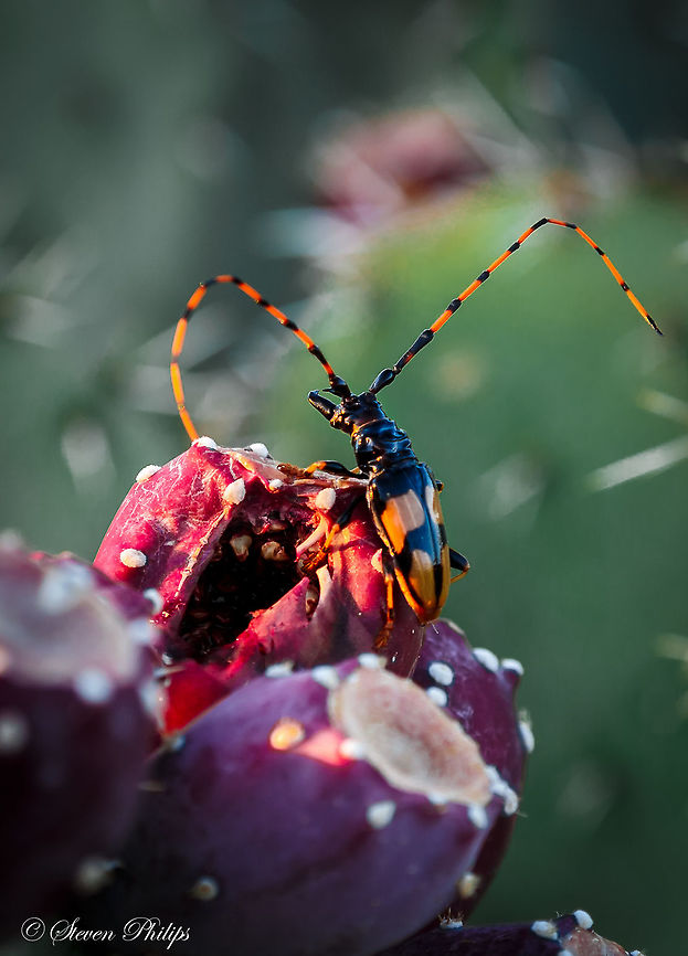 Long Horned Beetle Prickly Pear Fruit This long horn was in its natural setting eating some prickly pear fruit. It appeared to have a ferocious appetite for such a small creature. Batus barbicornis,Trachyderes mandibularis