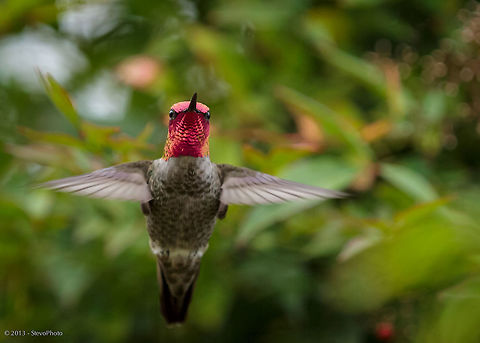 Anna's Hummingbird "hi!" Great view of this beautifully painted magenta hummingbird. Annas hummingbird,Calypte anna
