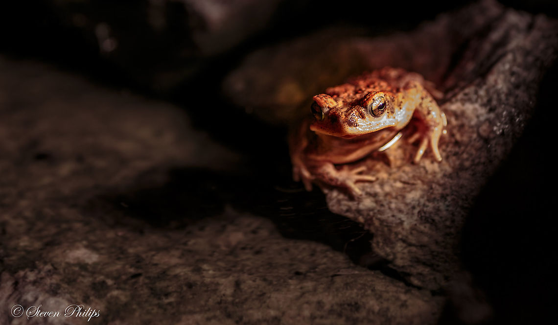 Barking Frog True to its name this frog had the mating call of a much larger creature. At night it would keep us awake for hours during mating season. Barking frog,Craugastor augusti