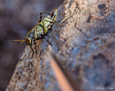 Horse Lubber Very large grasshopper that has an enormous appetite. The first time I saw it I thought it was a freak of nature for its size. Turns out to be fairly common for the southwest area of the USA. Taeniopoda  eques,Taeniopoda eques