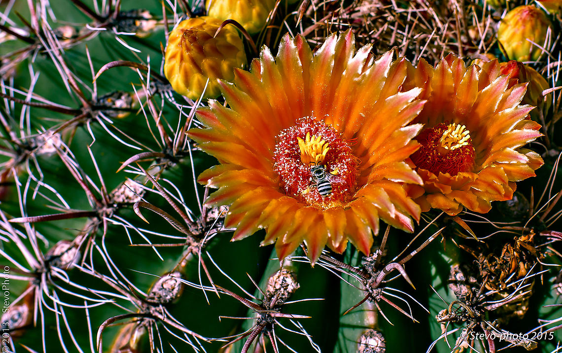 Barrel Cactus Blossom Simple blossom being harvested by a common digger bee Echinocactus grusonii,Golden Barrell Cactus