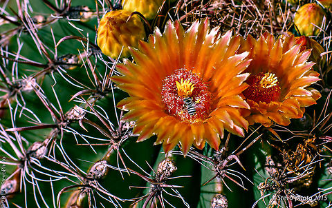 Barrel Cactus Blossom Simple blossom being harvested by a common digger bee Echinocactus grusonii,Golden Barrell Cactus