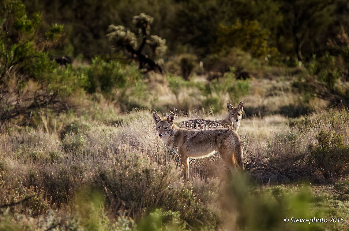 A Full Coat on Mearns "In the Wild" This pair of wild coyotes were spotted in late winter still sporting their heavy coats. Canis latrans mearnsi,Mearns coyote