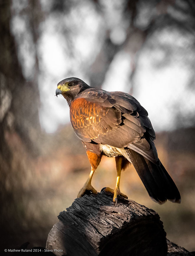 "In the Wild" Harris's Hawk in Arizona This photo was taken by a friend of mine and shown post processed by "Me" for printing and publishing Harris Hawk,Parabuteo unicinctus