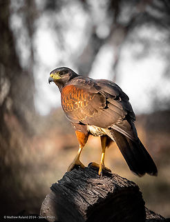 "In the Wild" Harris's Hawk in Arizona This photo was taken by a friend of mine and shown post processed by "Me" for printing and publishing Harris Hawk,Parabuteo unicinctus