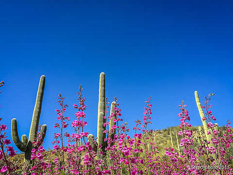 Parry's Penstemon Saguaro Cactus Spring 2015 A field of wildflowers covers the desert floor before transitioning into a stand of Saguaro cactus under the clear blue sky of the Arizona Desert. The mountainous background are known as the Tortolita's with a peak about 1400m. Native American peoples known as the Hohokam heavily occupied the area for approximately 700 years beginning around AD 500. Parrys Penstemon,Penstemon parryi