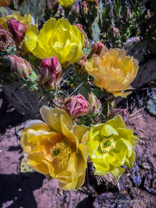 Common Prickly Pear in Bloom Multi colored blossoms appear after above average rainfall in January bringing in the spring flowers throughout the desert of Arizona. Taken on a "naked" iPhone 6 Opuntia engelmannii