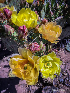 Common Prickly Pear in Bloom Multi colored blossoms appear after above average rainfall in January bringing in the spring flowers throughout the desert of Arizona. Taken on a "naked" iPhone 6 Opuntia engelmannii
