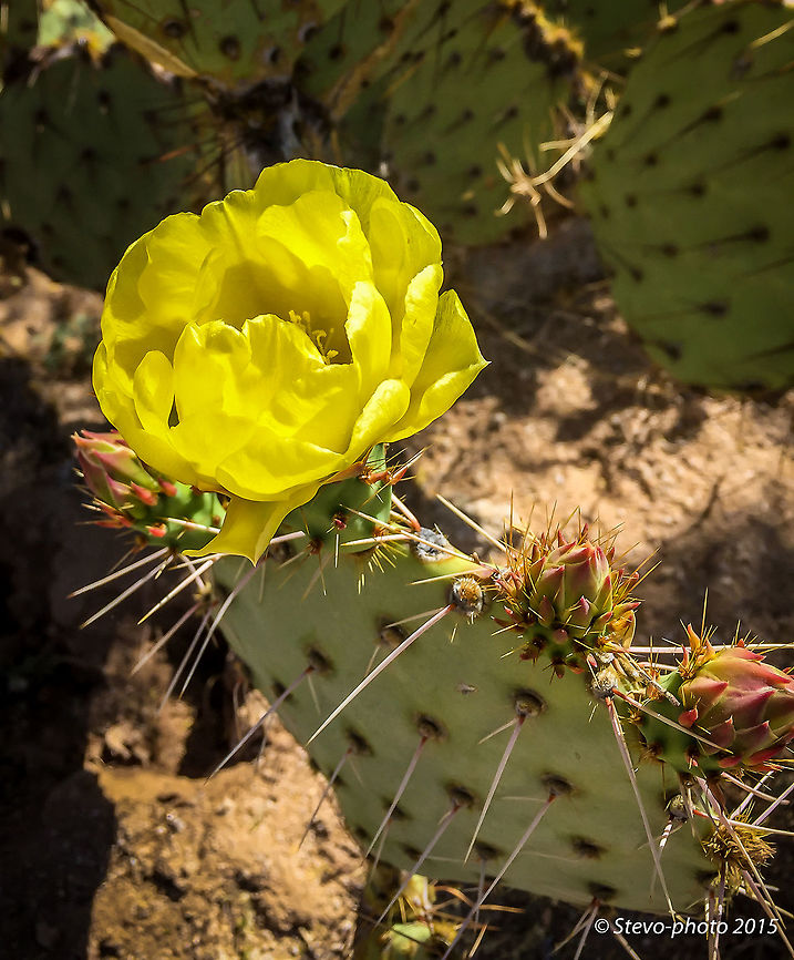 Common Prickly Pear in Arizona #2 of the Opuntia engelmannii in bloom. Taken on a &quot;naked&quot; iPhone 6. Opuntia engelmannii