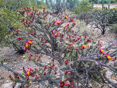 cylindropuntia spinosior