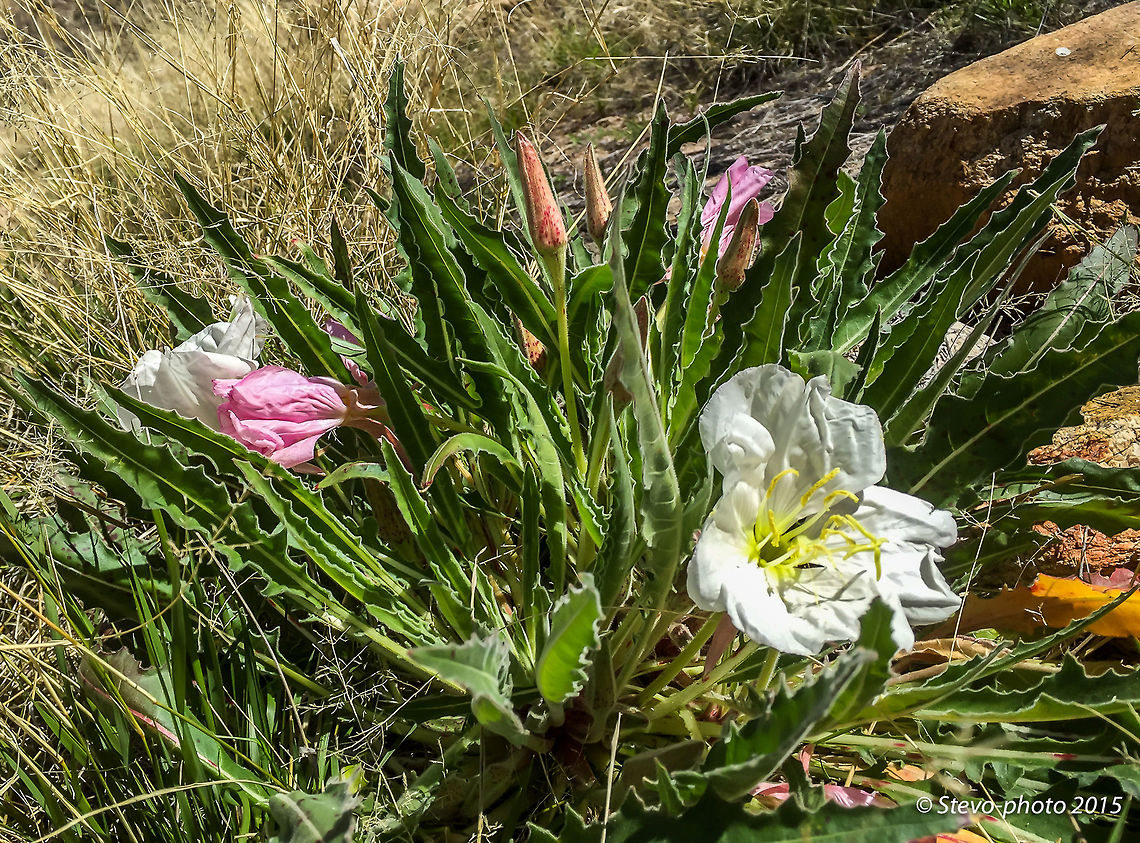 Wildflowers on the desert floor These wildflowers have up to 4 different tints during bloom maturity. Taken on a &quot;naked&quot; iPhone 6 Oenothera deltoides