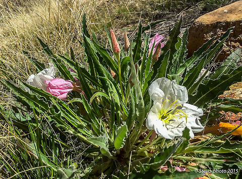 Oenothera deltoides