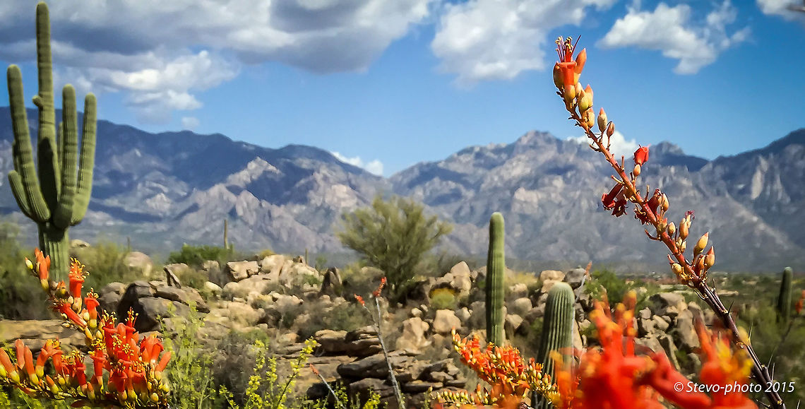 Ocotillo Bloom "Red" This is the first image of the Ocotillo to be posted. I will post additional images that represent more of the entire plant. Taken on a &quot;naked&quot; iPhone 6 Desert,Fouquieria splendens,arizona,ocotillo