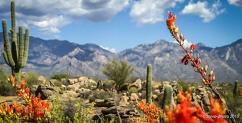 Ocotillo Bloom "Red" This is the first image of the Ocotillo to be posted. I will post additional images that represent more of the entire plant. Taken on a "naked" iPhone 6 Desert,Fouquieria splendens,arizona,ocotillo