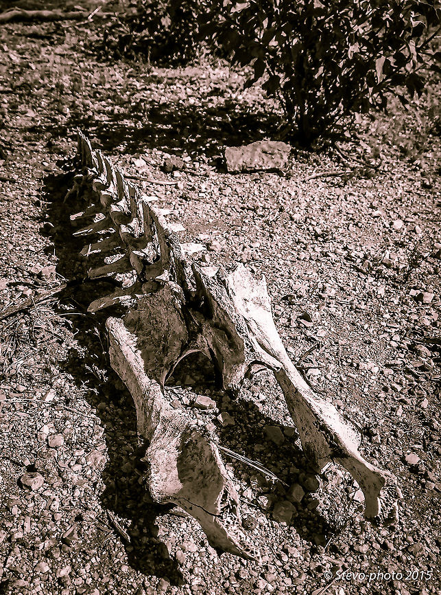 Dry Bones This is the remaining skeleton of a Javelina (wild Arizona pig). Taken on a &quot;naked&quot; iPhone 6 arizona,desert,javelina,skeleton