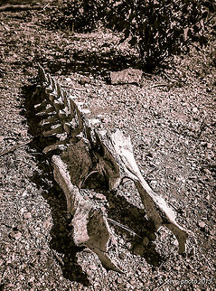Dry Bones This is the remaining skeleton of a Javelina (wild Arizona pig). Taken on a "naked" iPhone 6 arizona,desert,javelina,skeleton