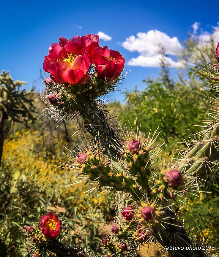 A Bloom from a Buck-horn Cholla Close up of the buck-horn cholla. Taken on a "naked" iPhone 6 Buck-horn cholla,Cylindropuntia acanthocarpa