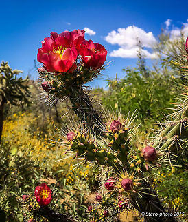 Buckhorn cholla