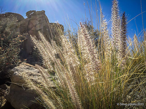 Ornamental Grass Spreading into the natural landscape As different grasses are being planted as residential landscape ornamentals it has been spreading to the natural areas of the desert and is not found in many areas far from urban areas throughout Arizona. Taken on a "naked" iPhone 6 Pennisetum setaceum,fountain grass