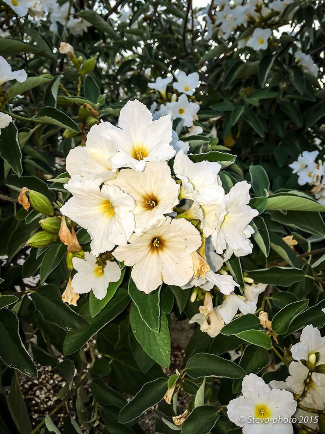 Texas Wild Olive Full flowering &quot;olive&quot; shrub not bearing edible fruit but has gorgeous flowers that last the whole spring season into the summer months. Taken on a &quot;naked&quot; iPhone 6 with flash. Cordia boissieri,mexican olive,texas wild olive