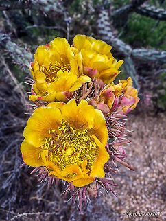 Orange Walkingstick Cactus Here is another Walkingstick Cactus in Orange Cylindropuntia spinosior,cylindropuntia spinosior,walkingstick cactus
