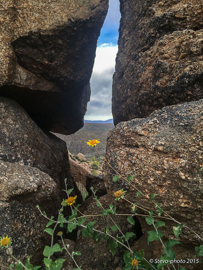 Goldeneye (Common name) Taken with a "naked" iPhone 6. These vine like bush can attempt to demonstrate some acrobatics when reaching out for a place in the world. This one caught my eye with the far reaching gap between two rocks which created a pretty cool backing frame while allowing a good representation of altitude. Bahiopsis parishii