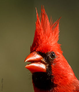 Northern Cardinal This was taken in my backyard at about 7m away. Significantly cropped but still able to show great detail at a normal 1,920 or above screen resolution. Cardinalis cardinalis,Northern Cardinal,arizona cardinal,wild nature