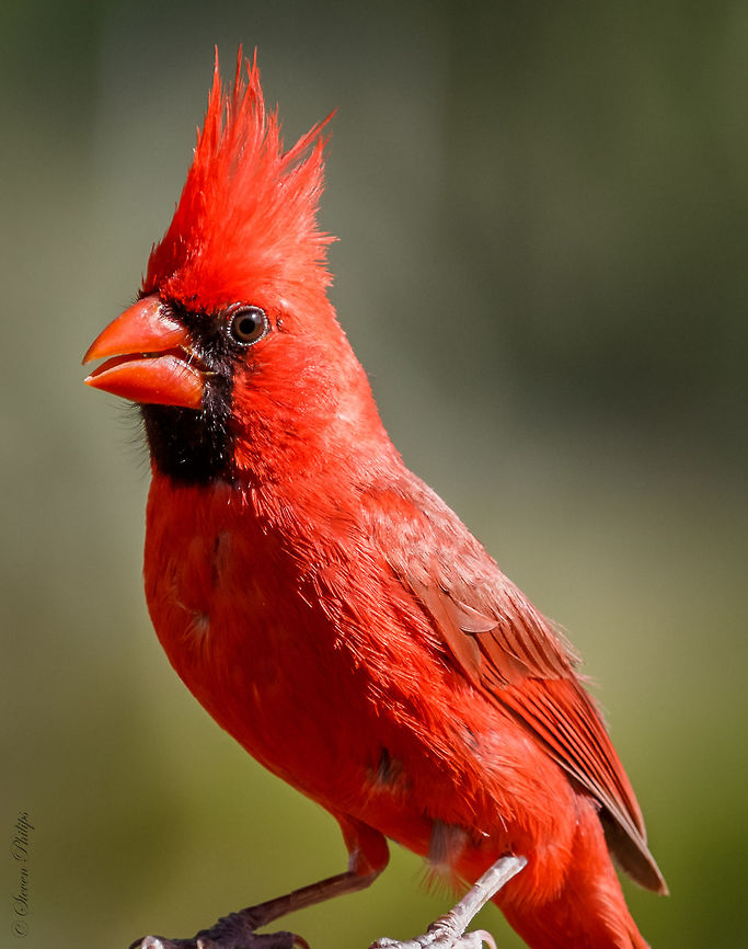 Northern Cardinal This was taken in my backyard at about 7m away. Cropped but still able to show great detail at normal  1,920 or above screen resolution. Cardinalis cardinalis,Northern Cardinal