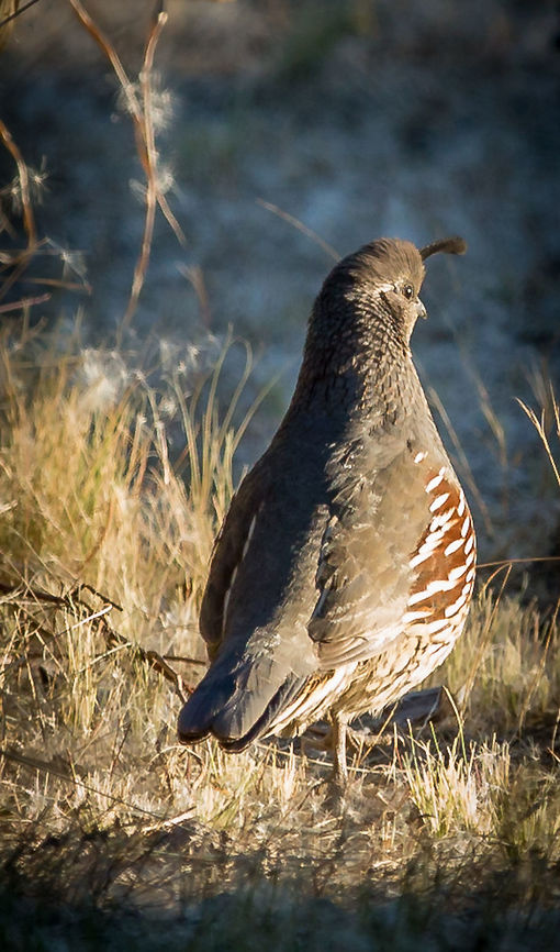 Gambel's Quail "Male" This papa quail was on guard and looking out for his &quot;covey&quot;. The coo constantly while others are feeding. One male is always on higher ground watching for predators. Callipepla gambelii,Gambels quail