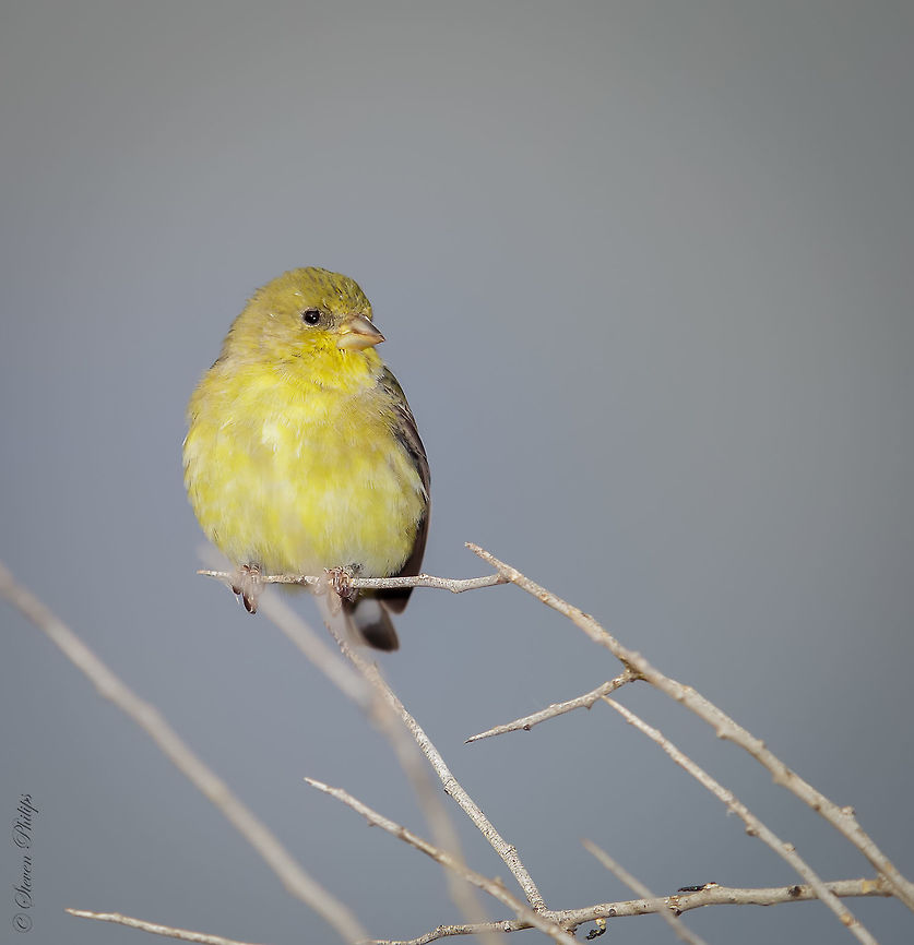 Female Lesser Goldfinch A simple yet calming image of a common bird in Arizona Carduelis psaltria,Lesser Goldfinch