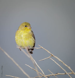 Female Lesser Goldfinch A simple yet calming image of a common bird in Arizona Carduelis psaltria,Lesser Goldfinch