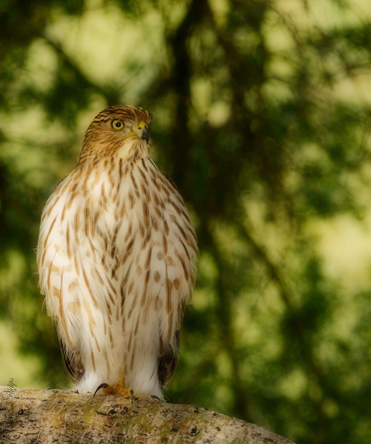Cooper's Hawk (Orton effect) This "In the Wild" Cooper's Hawk was processed using an Orton effect which makes this beautiful bird of prey look tame and gentle... don't count on it. These guys have ferocious appetites. Accipiter cooperii,Coopers Hawk
