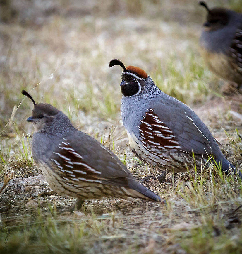Quails "Mate(s) for Life" pairing Males will stay with their mate for life although they have a large covey they do not normally gather outside of their immediate family. Callipepla gambelii,Gambels quail,arizona,quail