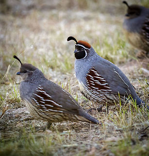 Quails "Mate(s) for Life" pairing Males will stay with their mate for life although they have a large covey they do not normally gather outside of their immediate family. Callipepla gambelii,Gambels quail,arizona,quail