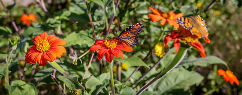 Common Monarch Butterfly Monarchs migration between Canada and Mexico makes Arizona a hot bed of activity. Danaus gilippus,Danaus plexippus,Monarch,Queen