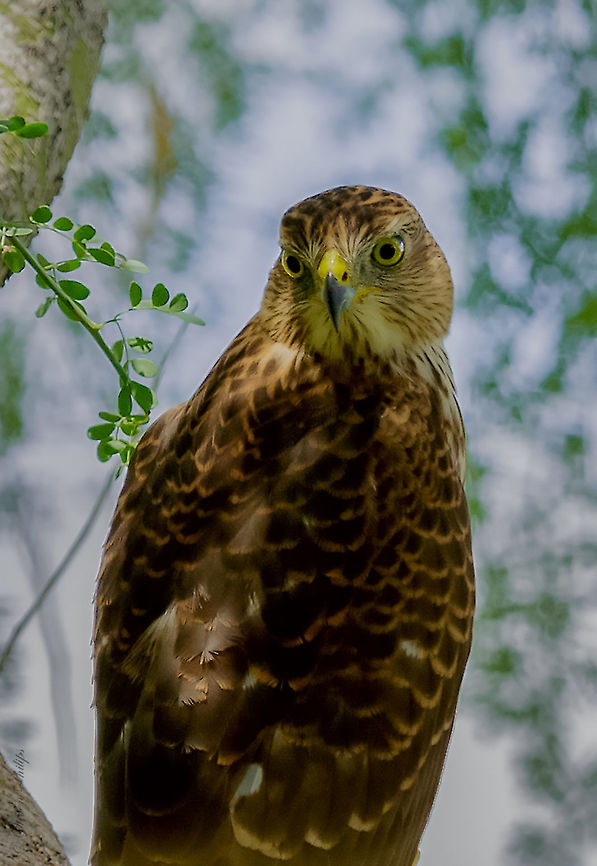 Elegant Light This is one of my favorite images of this Cooper&#039;s Hawk due to the lighting and background that really shows its amazing beauty. This is a &quot;wild&quot; bird of prey. I have had the privilege of capturing him several times over the past 3 years in my backyard. Accipiter cooperii,Coopers Hawk