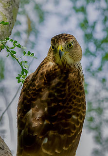 Elegant Light This is one of my favorite images of this Cooper's Hawk due to the lighting and background that really shows its amazing beauty. This is a "wild" bird of prey. I have had the privilege of capturing him several times over the past 3 years in my backyard. Accipiter cooperii,Coopers Hawk