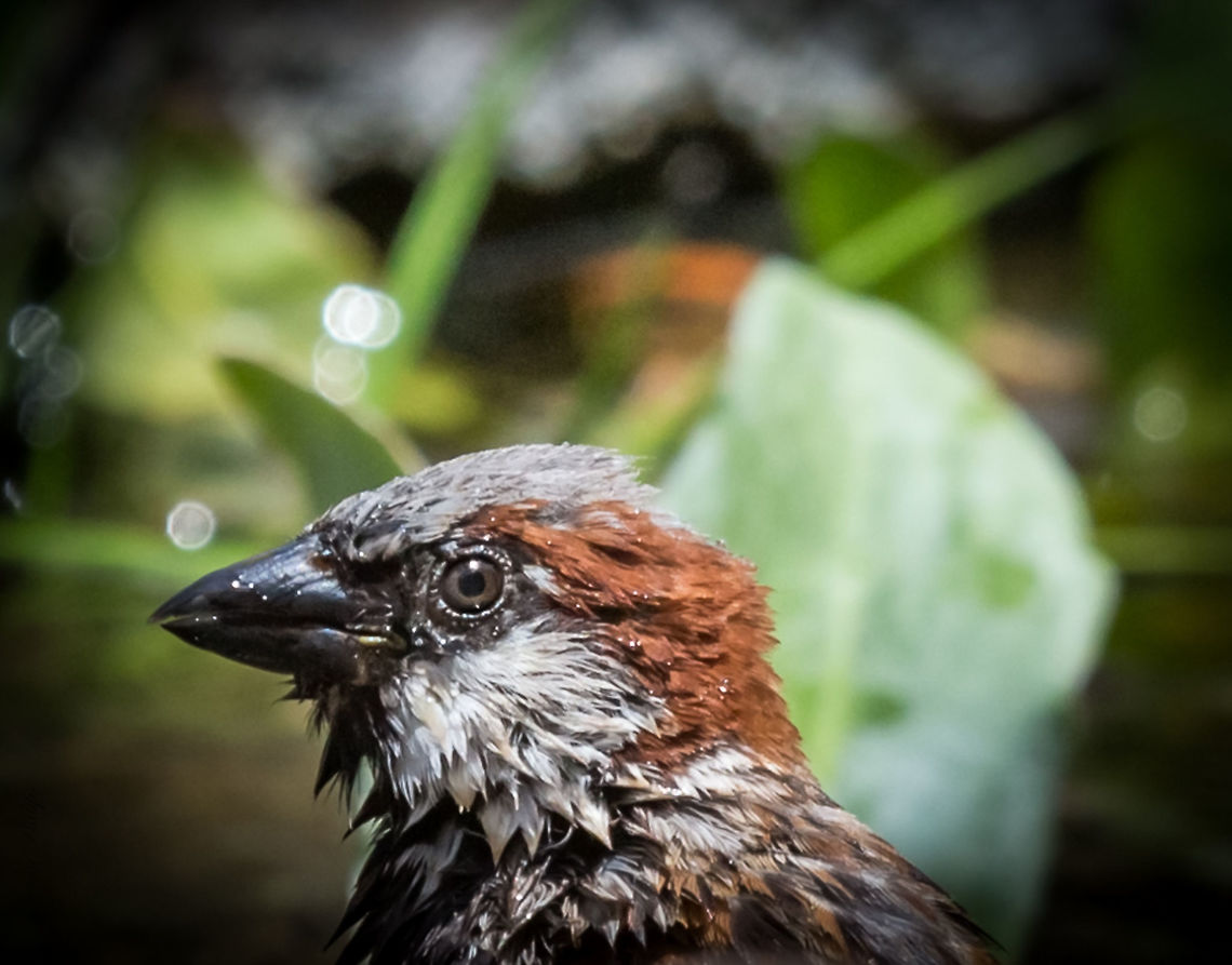Wet Head Splashing around in hard to find cool water in the Arizona Desert this House Sparrow surely wasn&#039;t looking for a mate! House sparrow,Passer domesticus