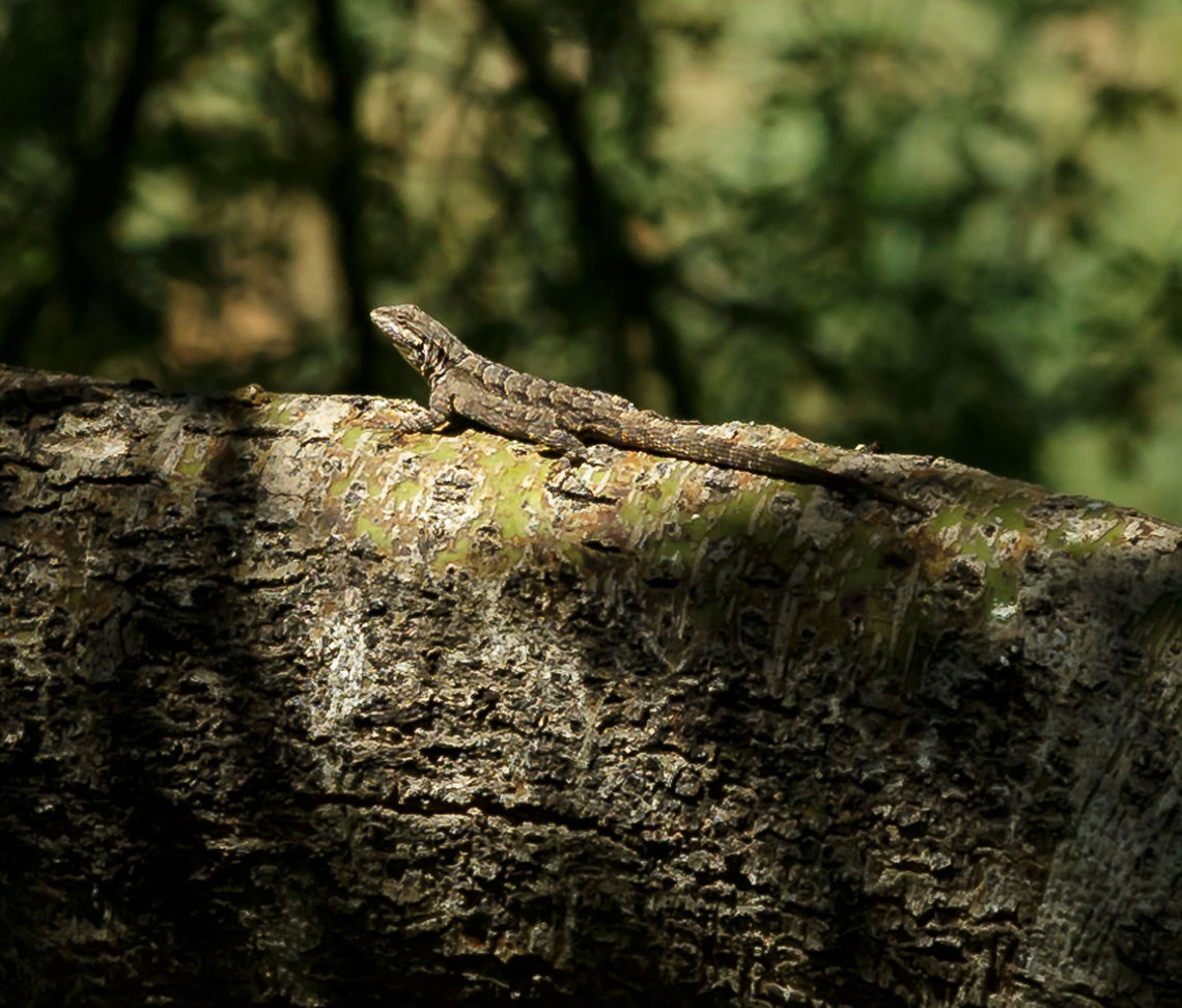 Tree Lizard Sun Bathing This common to Arizona lizard caught my eye as it find a perfect patch of sun on an otherwise shaded tree limb. Ornate tree lizard,Urosaurus ornatus