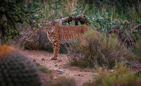 #2 Bobcat ("in the wild") This is a wild bobcat. She is in perfect health and roams the Arizona desert feeding on rabbits, snakes, squirrels, and sometimes loose pets. Bobcat,Lynx rufus