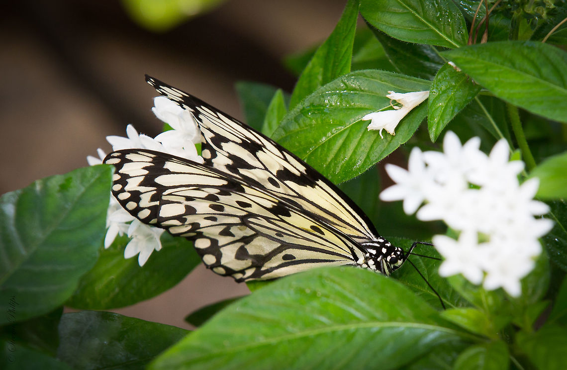 Resting Place A second Paper Kite in my gallery. Just a peaceful calm setting worthy of posting. Image taken at the Tucson Botanical Gardens 2014 Idea leuconoe,Paper Kite