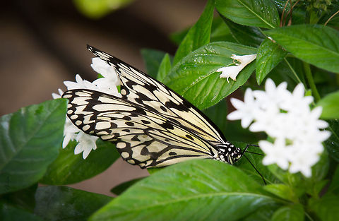Resting Place A second Paper Kite in my gallery. Just a peaceful calm setting worthy of posting. Image taken at the Tucson Botanical Gardens 2014 Idea leuconoe,Paper Kite