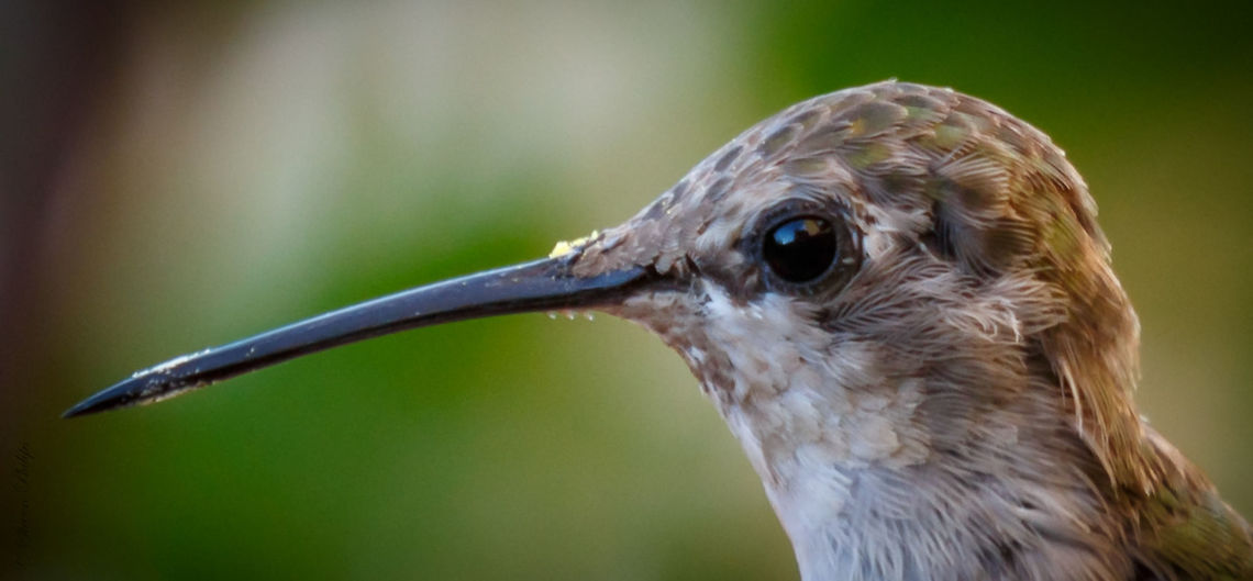 Female up close and personal Beautifully posed and held it for me to capture at close range. Very fortunate. Annas hummingbird,Calypte anna