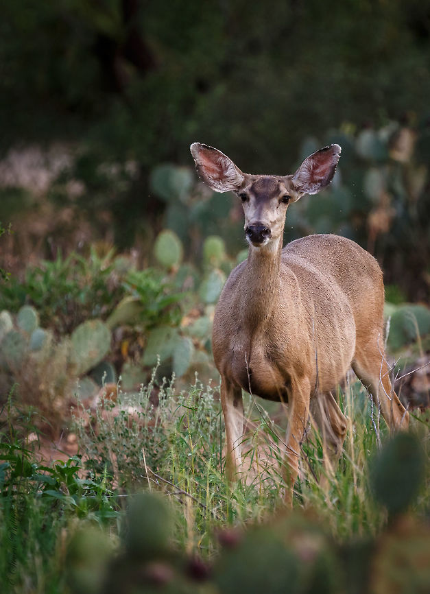 Pregnant Arizona Mule Deer Almost ready to give birth. Not as skittish as I would have thought. I was able to get within 10m or so. Mule Deer,Odocoileus hemionus